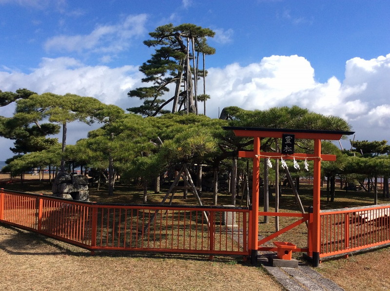 唐崎の霊松