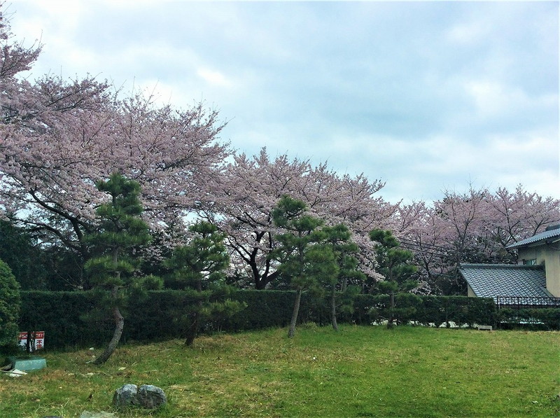 穴太の桜