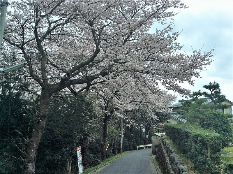 穴太の桜