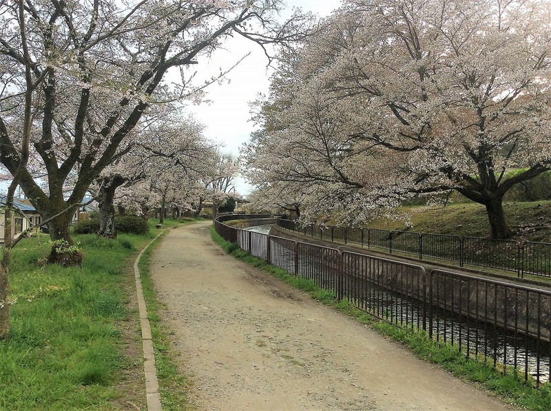 山科疎水の桜