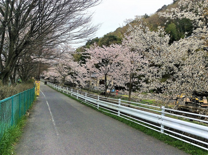 山科疎水の桜