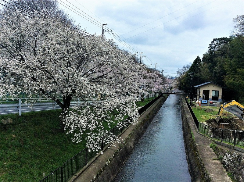 山科疎水の桜