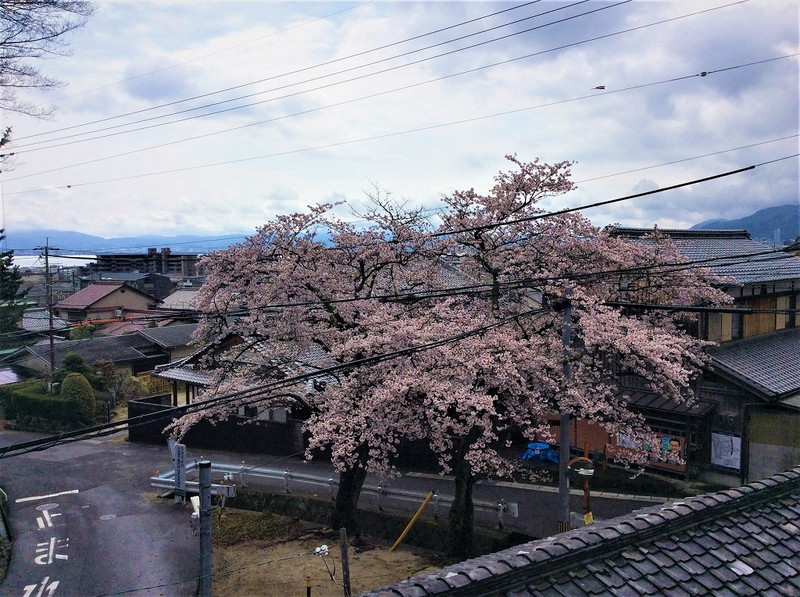 滋賀里モデルハウスからの桜