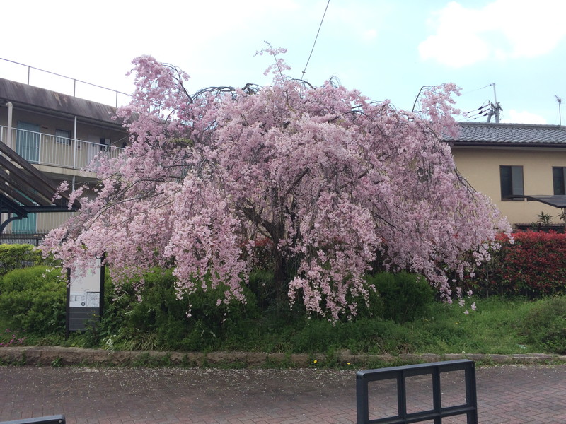 しだれ桜